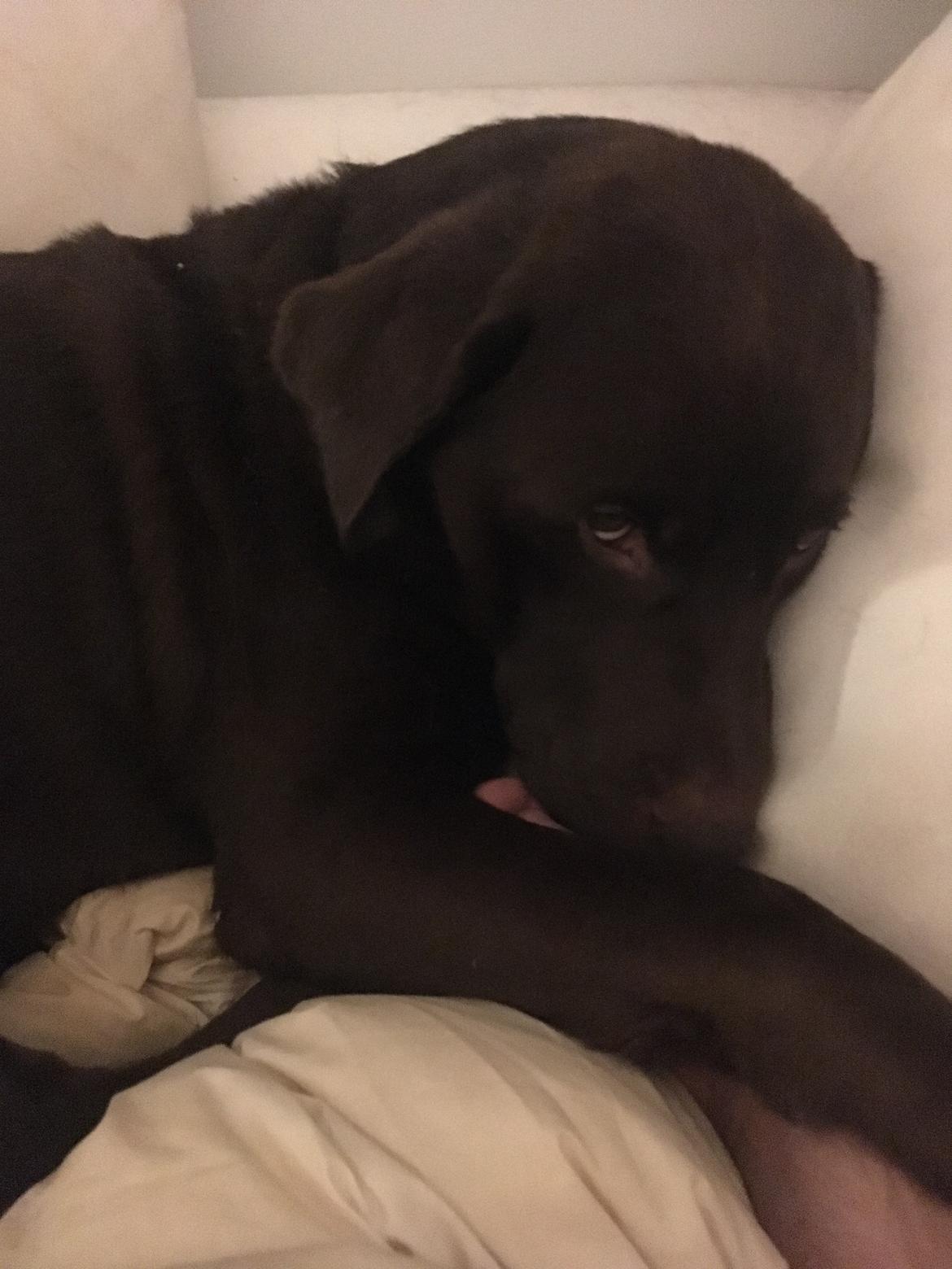 Labrador retriever Palle billede 5