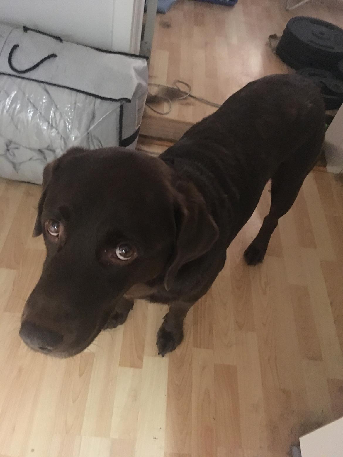 Labrador retriever Palle billede 6