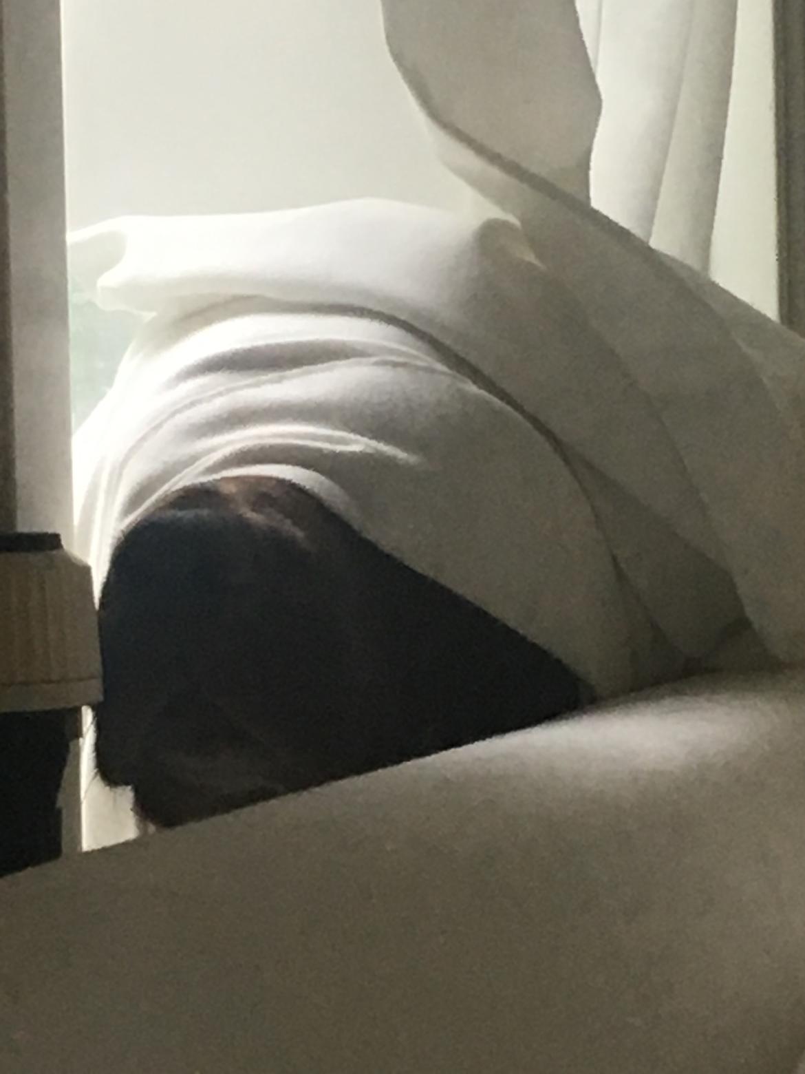 Labrador retriever Palle billede 1