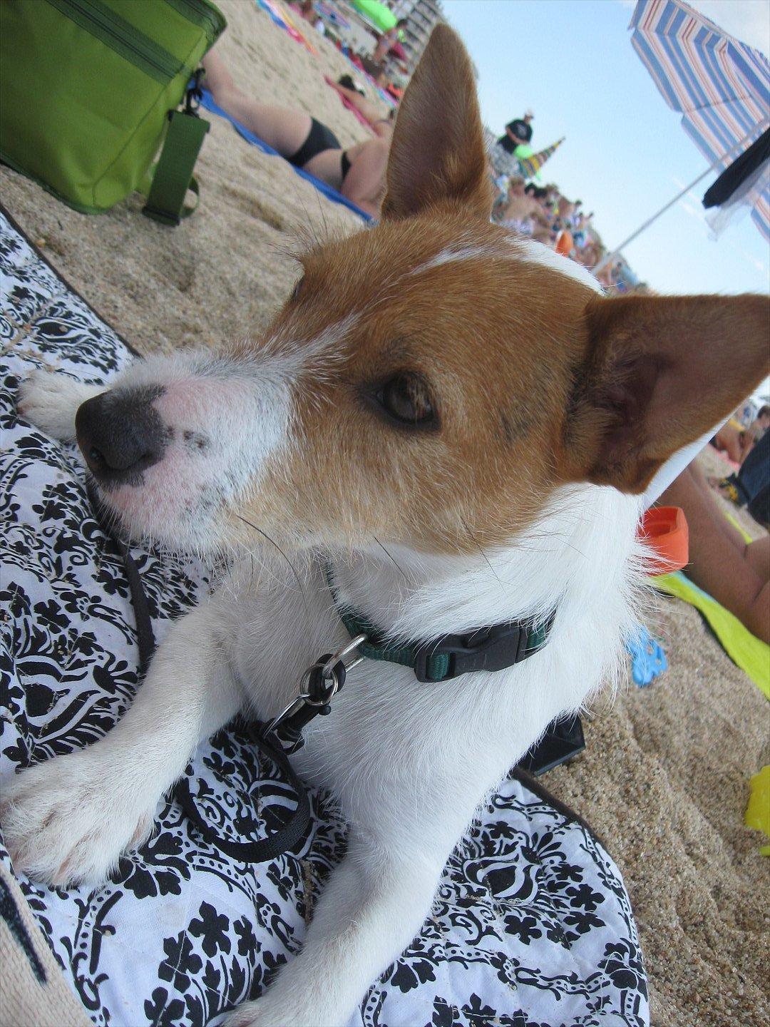 Jack russell terrier Max billede 19