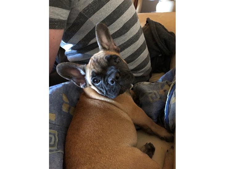 {{currentPhoto.altText}} billede {{currentPhoto.number}}