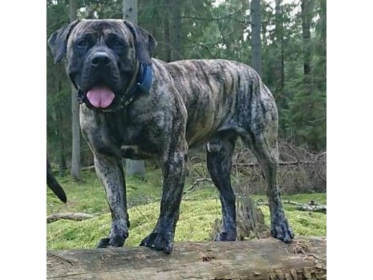 Perro de Presa Canario Diego - Qubera Recinto's Demon Hunter  billede 1