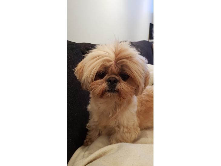 Shih tzu Fonvig's Phoebe billede 0