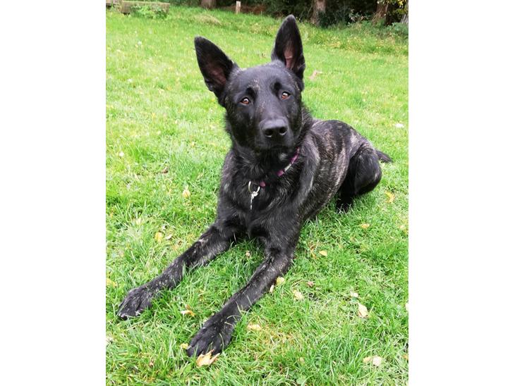 Hollandsk hyrdehund Zherlock - Kaldenavn Eddie  billede 1