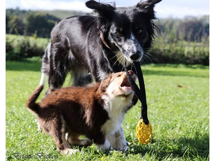 Border collie My forward BC Jill&Fønix Zoey billede 1