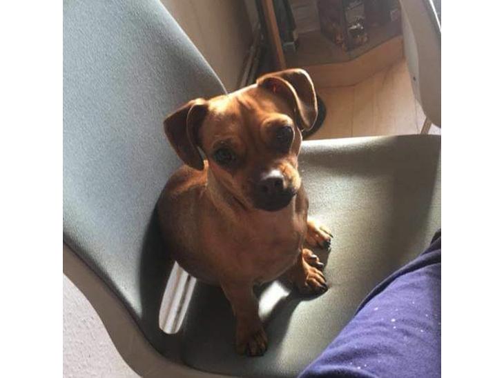 Blanding af racer fifi  billede 1