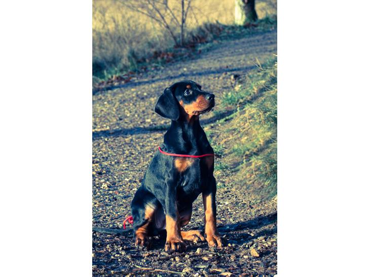 Dobermann Enigma z Padoku // Lexie billede 1