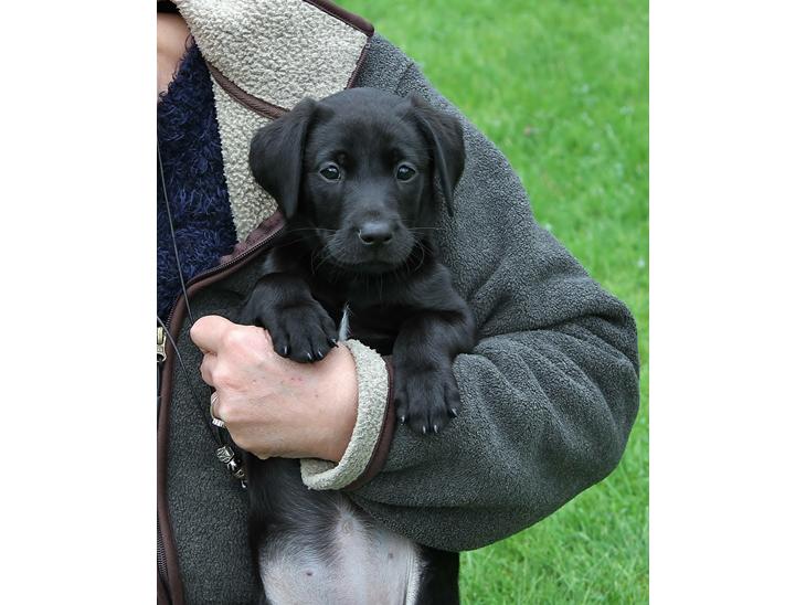 Labrador retriever Indiana billede 1