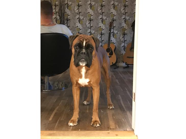 Boxer Von Ellinghaus Indurain (kaldes Ilio) billede 1