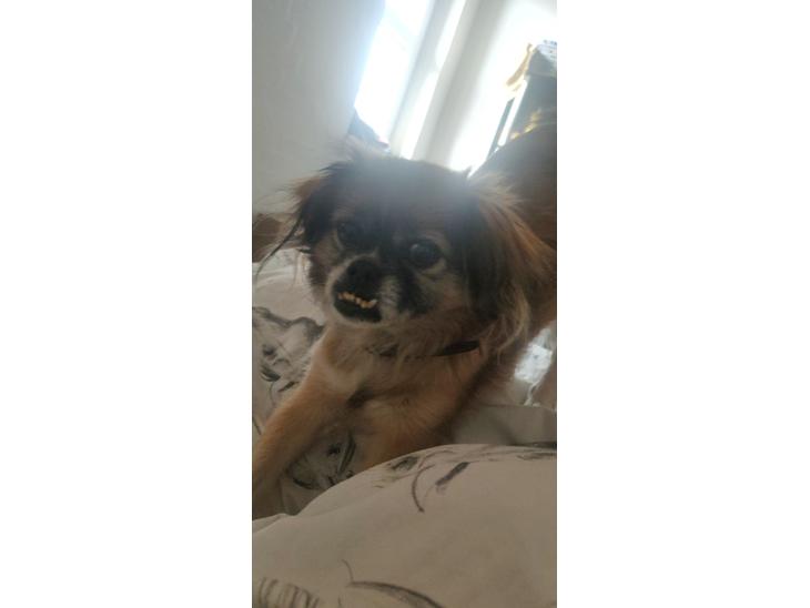 {{currentPhoto.altText}} billede {{currentPhoto.number}}