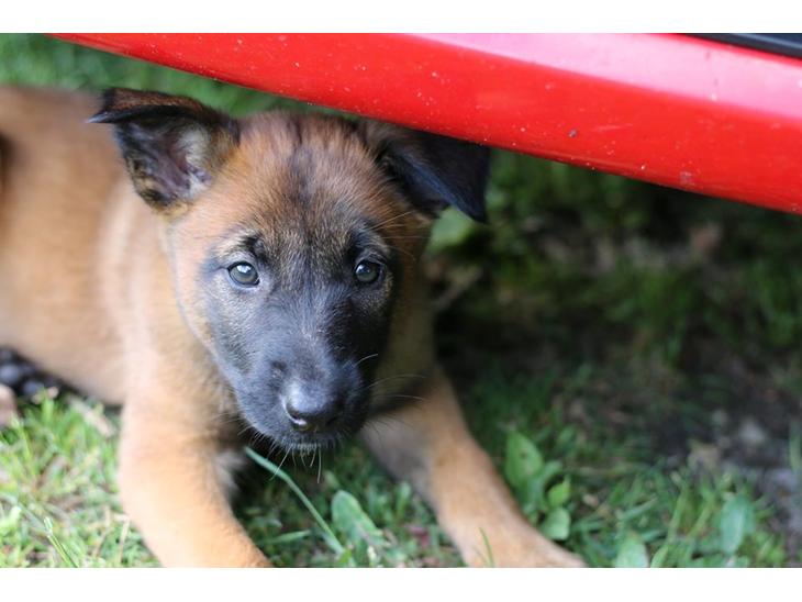 Malinois Working Malinois Deja Vu (Tavi) - Tavi, 7 uger gammel. Taget et par minutter efter jeg pegede og sagde "det skal være hende der!" <3 billede 1