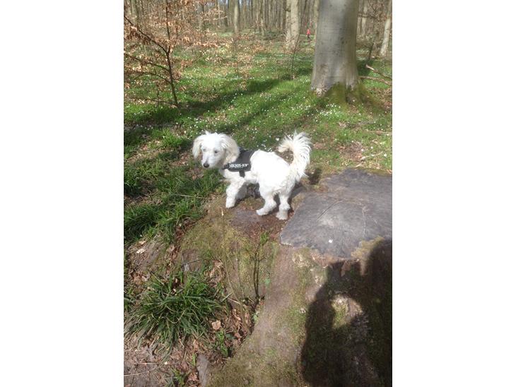 Blanding af racer Luna billede 1