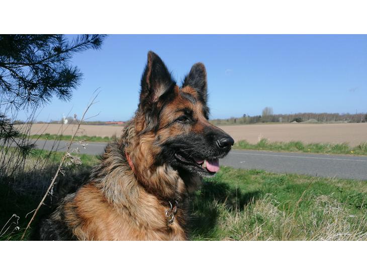 {{currentPhoto.altText}} billede {{currentPhoto.number}}