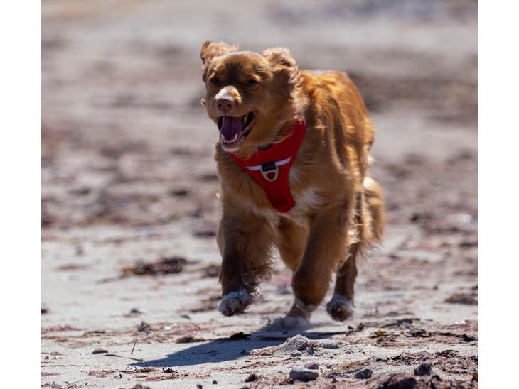 Nova scotia duck tolling retriever Diva billede 1