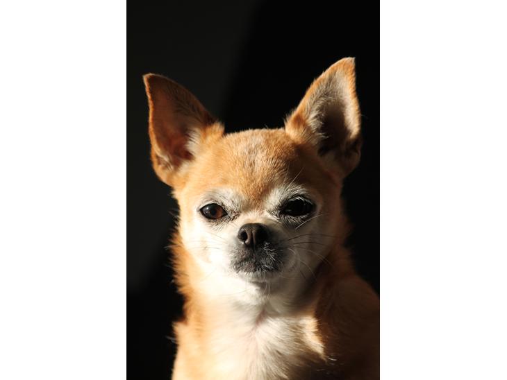 Chihuahua Chihuanas Flush of Hearts - Momo - Momo 04.05.2020 billede 1