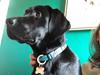 Labrador retriever Balder