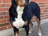 Grosser schweizer sennenhund Olga