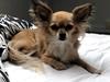 Chihuahua Drala