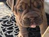 Olde english bulldogge Lady