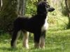 Afghansk mynde El Roalito Mr. Walther “Walther”