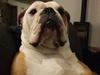 Olde english bulldogge Ostergaard's Manfred