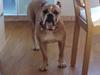 Olde english bulldogge Ostergaard's Vega
