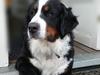 Berner sennenhund (A)Meena [ Himmelhund]