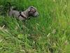Staffordshire bull terrier Cæsar 
