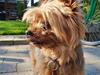 Yorkshire terrier Hovsa