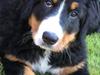 Berner sennenhund Berner Højgårds Hollie