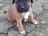 Staffordshire bull terrier Arnold