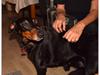 Dobermann Ulla