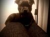 Staffordshire bull terrier Vom Hause Luna's Torben (Topper)