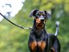 Tysk pinscher Lilla Eneby's Herman