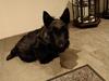 Skotsk terrier Nicla Missi Ballou (Balder) 