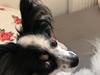 Papillon Mali