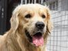 Golden retriever Tico