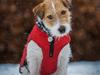 Jack russell terrier Klintskov's Poseidon (Elmer)