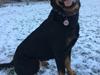Rottweiler Zia
