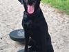 Labrador retriever Tesla (Lab Showtime's Tsunami)