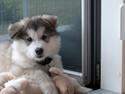 Alaskan malamute Nanoq