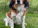 Kooikerhondje Theo