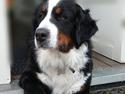 Berner sennenhund (A)Meena