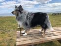 Shetland sheepdog Catalba´s Blue Isahk Of Yemen *Louis*