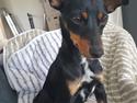 Blanding af racer Abbi portugisisk gadehund