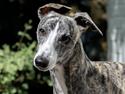 Whippet Tilla