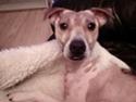 Dansk svensk gaardhund Tarok