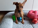Dvaergpinscher Henning