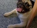 Mops Albert