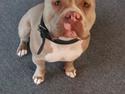 American Bully Arnold